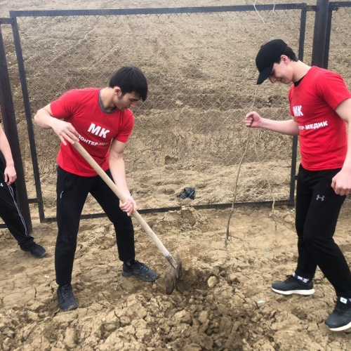 акция по посадке деревьев